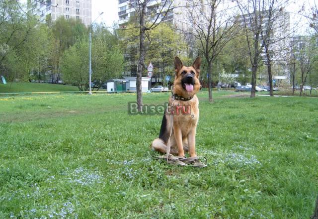 Шикарные щенки нем.овчарки Москва
