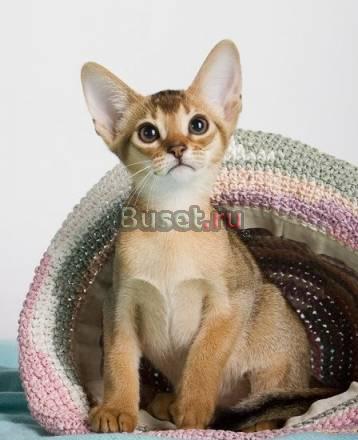 Абиссинские котята Астрахань