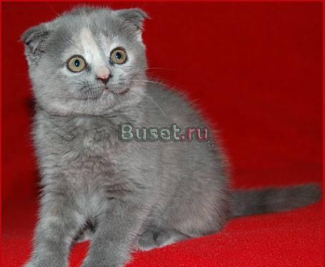 Скоттиш-фолд кошка Москва