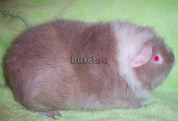 Морские свинки Рекс Москва
