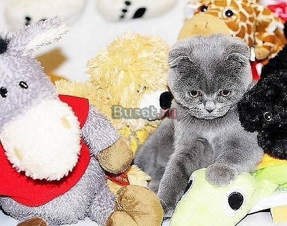 Элитный Шотландский супер котик Челябинск