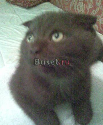 Вислоухий котик 2.5 мес Санкт-Петербург