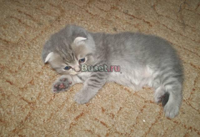 Котенок скоттиш-фолд Санкт-Петербург