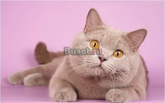 Клубная кошечка Скоттиш Страйт Москва