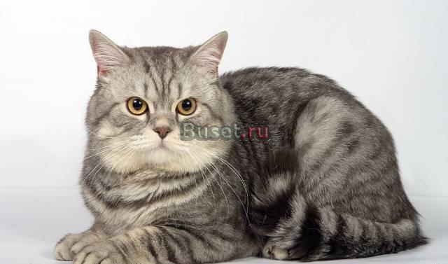 Британец вязка кошек, продажа котят Рыбинск