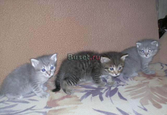Котята в хорошие руки Челябинск