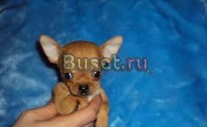 Чихуахуа щенки г/ш продаю Москва