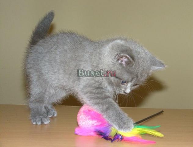 Британские котята. Родословная 100 Bri Москва