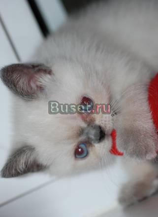 Голубоглазое плюшевое чудо Санкт-Петербург