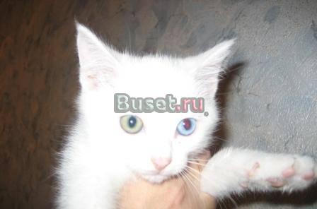 Красивый,белый котёнок Челябинск