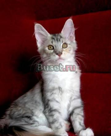 Кошечка мейн-кун Электросталь
