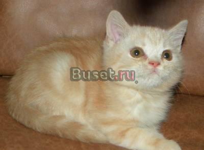 Шотландский котенок Москва