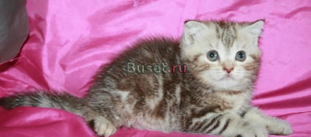 Британские раморные котята Санкт-Петербург