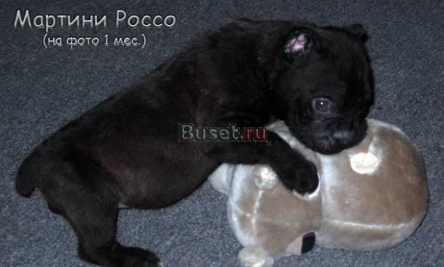 Кане Корсо девочка 1,5 мес Москва