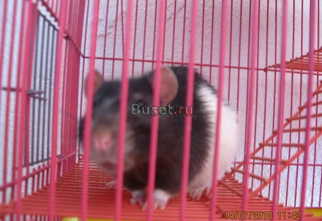 Продам 2 крыс черно белых Долгопрудный