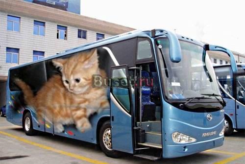 Шотландские котята Москва