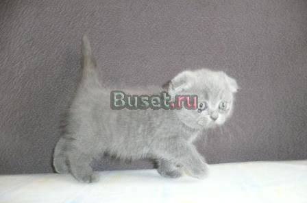 Котята редкого окраса,шотландские фолд Пермь
