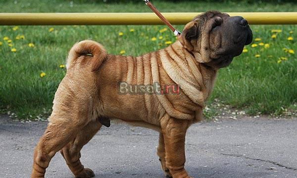 Шар-пей мальчик для дома Москва
