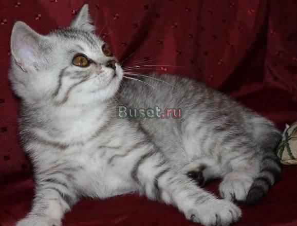 Британские клубные котята г. Ивантеевка Москва