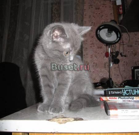 Шотландские котята Москва