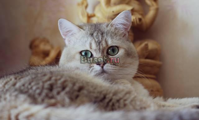 Британские котята -золотые и серебристые шиншиллы Санкт-Петербург