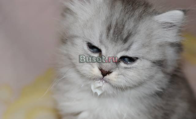 Котята персидские Москва