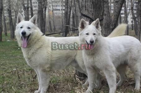 Щенки Белой швейцарской овчарки Челябинск