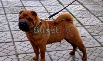 Минипея (карликовый шарпей) щенки Самара