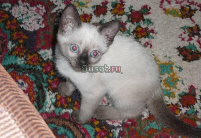 Котенок Казань