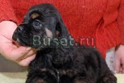 Щенок  амер. кокер-спаниеля, 2мес., родосл Москва