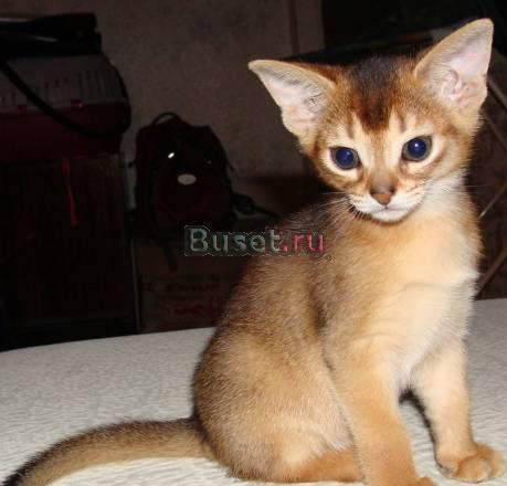Абиссинские котята окраса "дикий" и "соррель" Ярославль