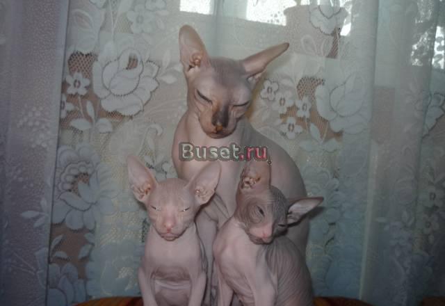 Донской сфинкс - чудо ушастое Владивосток