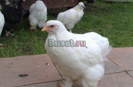 Куры декоративных пород Руза