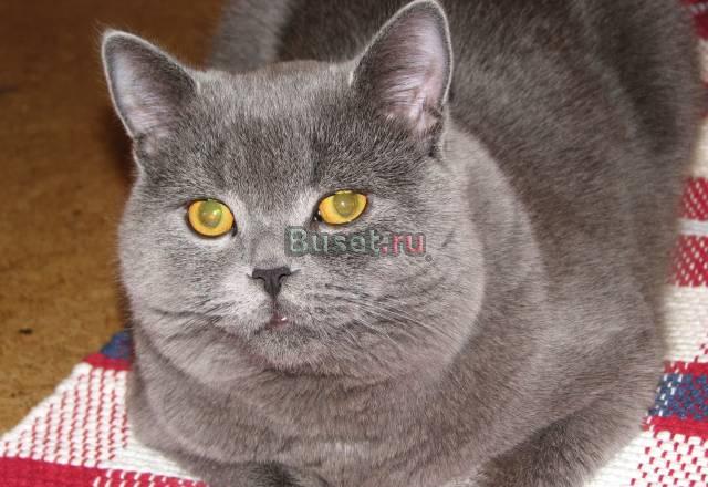 Вязка клубного британского кота Москва