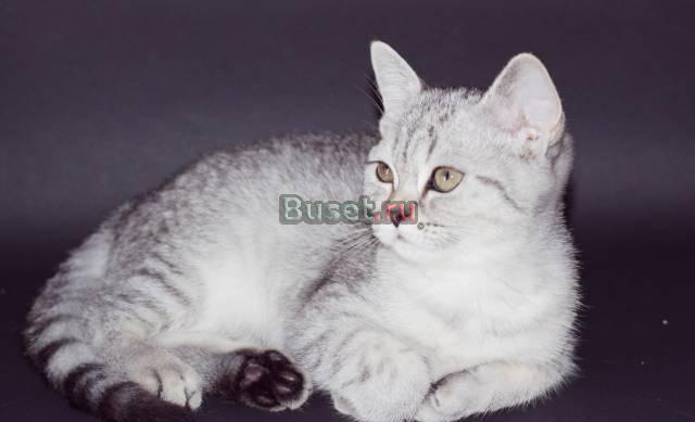 Британские котята окраса "вискаc"-питомник Санкт-Петербург