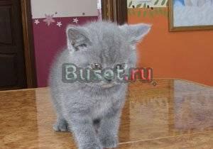 Котенок-мальчик. недорого Улан-Удэ