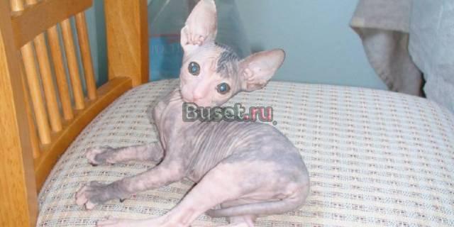 Котята Сфинкс Санкт-Петербург