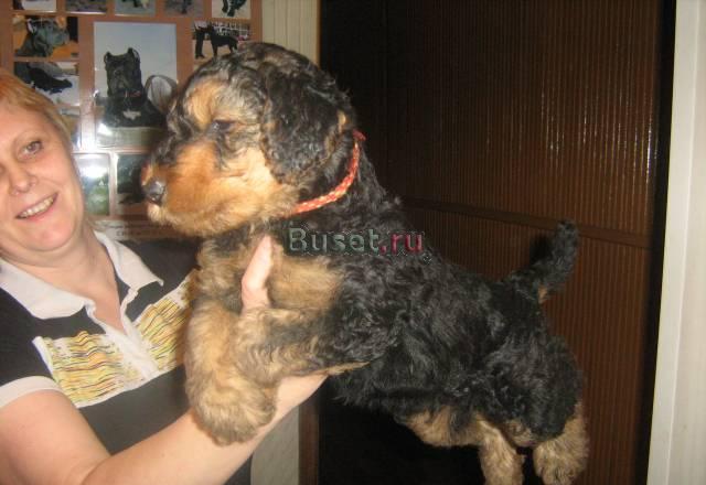 Щенки-Эрделята Екатеринбург