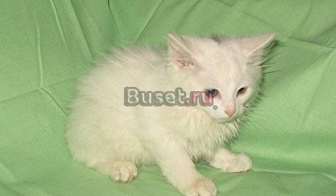 Котенок - метис ангорской кошки Москва