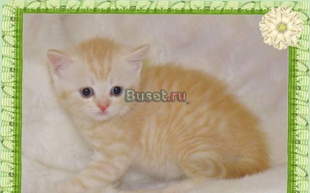 Скоттиш страйт, родословная Волгоград