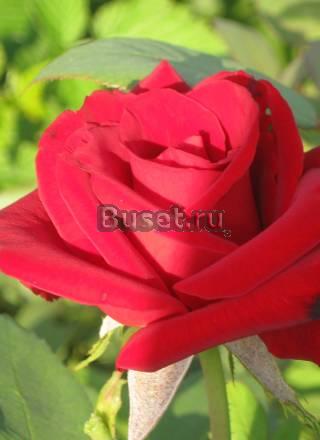 Кусты роз Владимир