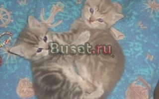 Британские плюшевые котята Москва