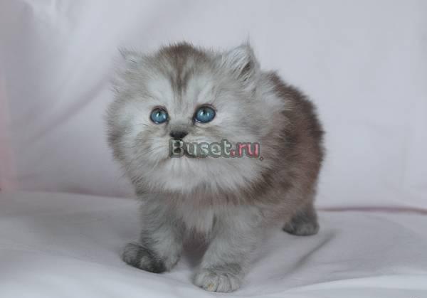 Длинношерстный британский котенок Москва
