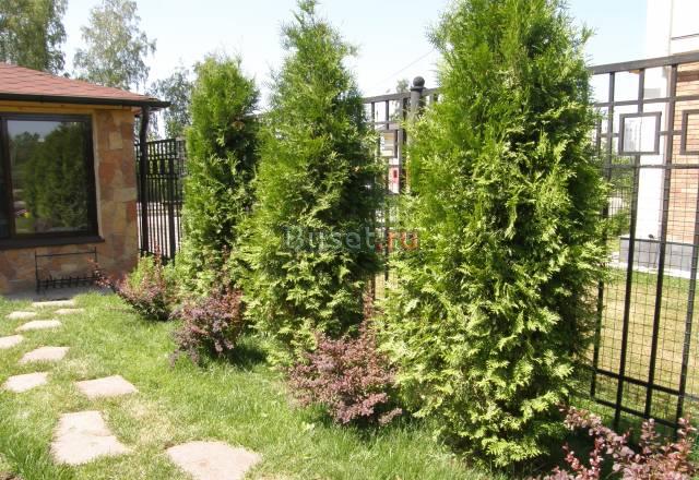 Растения, цветы, ландшафтный дизайн Москва