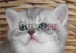 Британские (тебби) вискас котята Москва
