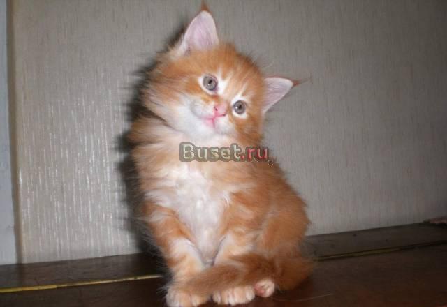 Замурчательные котята мейн-кун Москва