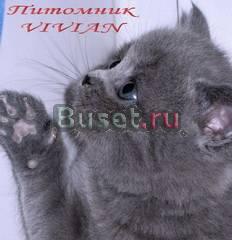 Британский голубой котик  из vivian Москва