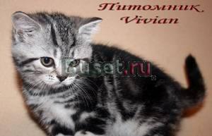 Британские мраморные котята шоу. привиты Москва
