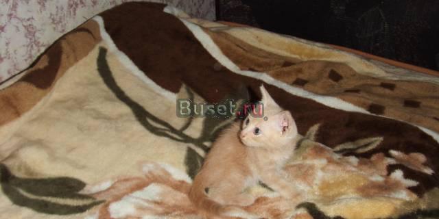 Отдам котят в хорошие руки бесплатно) Санкт-Петербург