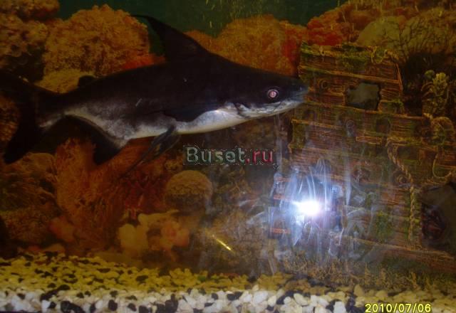 Акулий сом пангасиус 30см., 600рублей Одинцово